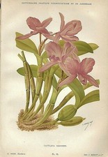 Botanica cattleya skinneri usato  Lucca