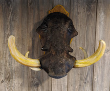 Vintage african warthog for sale  Ravenna