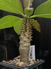 Pachypodium baronii succulent for sale  GLOSSOP