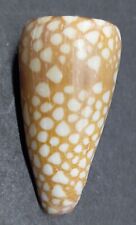 Conus nobilis philippines d'occasion  Saint-Pantaléon-de-Larche