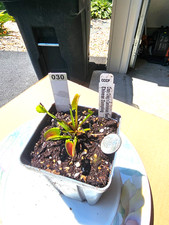 Venus flytrap chinese for sale  Lorton