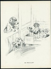 Beagle mum pups for sale  COLEFORD