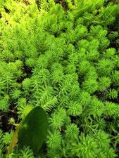 Parrot feather aquatic for sale  Victoria
