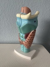 Vintage anatomical display for sale  TORQUAY
