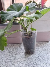 Pelargonie geranie rosenmädch gebraucht kaufen  Krempe