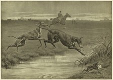 Altcar hare coursing for sale  WORCESTER