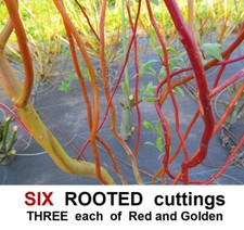 Willow tree rooted for sale  BRIDGNORTH