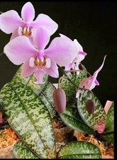 Phalaenopsis schilleriana sib. for sale  NOTTINGHAM