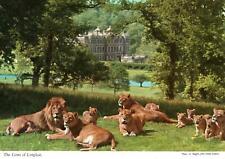 Lions longleat warminster for sale  SANDOWN