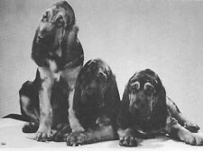 Bloodhound pups custom for sale  Tampa