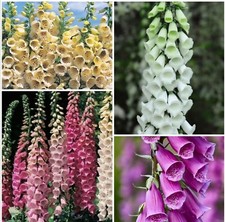 Foxglove plug plants. for sale  BARNSTAPLE