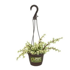 Smart planet portulacaria for sale  Miami