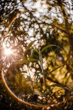 Używany, Obiektyw MEYER-OPTIK TRIOPLAN 2.9/50 ZMODYFIKOWANY DO MOCOWANIA CANON EF 50mm F/2.9 *CLA* ✧✧ na sprzedaż Używany, Obiektyw MEYER-OPTIK TRIOPLAN 2.9/50 ZMODYFIKOWANY DO MOCOWANIA CANON EF 50mm F/2.9 *CLA* ✧✧ na sprzedaż  PL