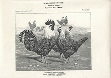 Stampa antica gallo usato  Lecco