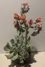 Echeveria runyonii usato  Monte San Vito