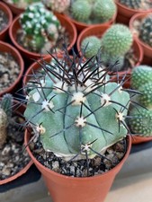 Copiapoa atacamensis kk655 d'occasion  Langon