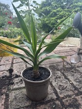 yucca for sale yucca for sale BEXLEYHEATH