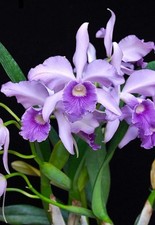 indoor plants orchid for sale  San Francisco