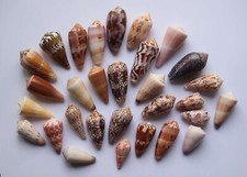 Collection conidae d'occasion  Gazeran