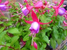 Fuchsia hardy bush for sale  CREWE