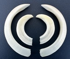 Coppia trofeo denti usato  Cecina