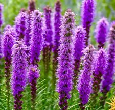 Gayfeather pink lavender for sale  DEWSBURY