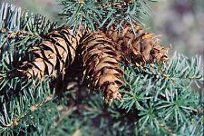 Douglas fir 25 for sale  Allentown