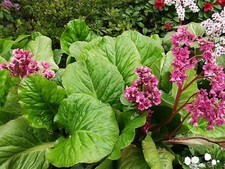 Bergenia cordifolia rose d'occasion  Réville