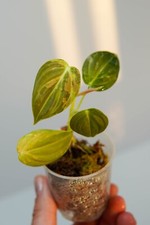 Philodendron melanochrysum var gebraucht kaufen  Köln