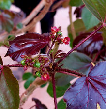 Jatropha gossypiifolia seeds d'occasion  Servian