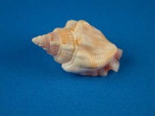 Strombus helli great for sale  Kapolei