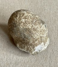 Schwamm stromatolith devon gebraucht kaufen  Hamburg