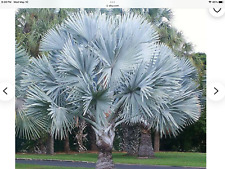 Fresh seeds bismarkia for sale  Honolulu