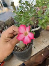 Adenium obesum rosa usato  Mazara del Vallo