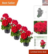 geraniums 2 gallon sizes for sale  Dallas