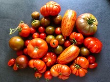 Tomatensamen alte sorten gebraucht kaufen Tomatensamen alte sorten gebraucht kaufen  Fürth