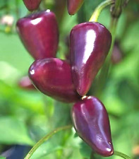 Purple jalapeno chilli for sale  LONDON