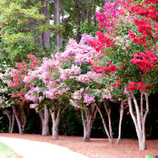 100 crepe myrtle for sale  Saint Augustine