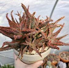Old aloe for sale Old aloe for sale  DONCASTER