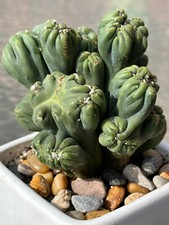 Large cereus forbesii for sale  New York
