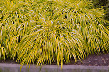 Japanese forest grass for sale  Albany