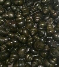Japanes trapdoor snails. for sale  Jackson