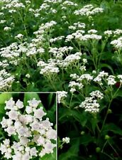 100 wild flower for sale  Houston