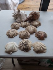 Decorative sea shells for sale  SEVENOAKS