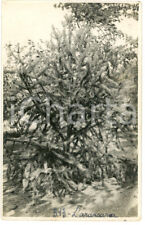 1930 congo belge usato  Milano
