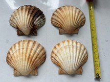 Concave scallops sea for sale  TORQUAY