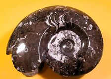 Fossile goniatite lucidato usato  Imperia