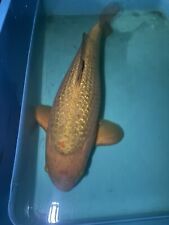 Koi carp 68cm for sale  BURNTWOOD