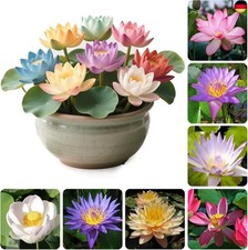 Verschiedenfarbige lotusblumen gebraucht kaufen  Deutschland