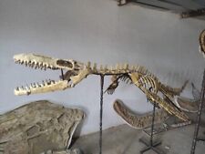 Excepcional Fósil Mosasaurio Esqueleto Original Dinosaurio CRETÁCICO Mosasaurus segunda mano  Embacar hacia Argentina